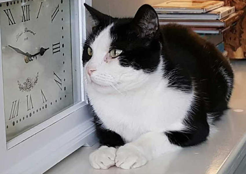 KattencafePoesPas_katBoefje_850x600px