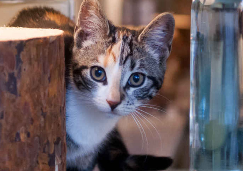 KattencafePoesPas_katLily_850x600px