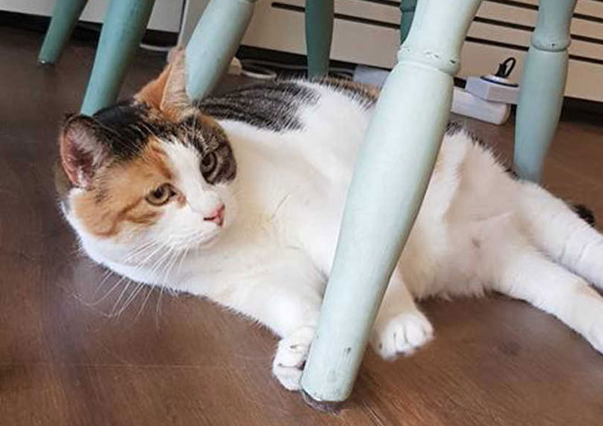 KattencafePoesPas_katSaartje_850x600px